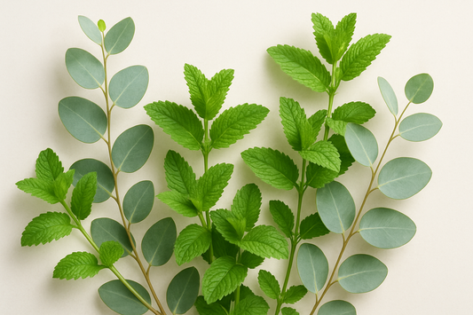 Eucalyptus and spearmint